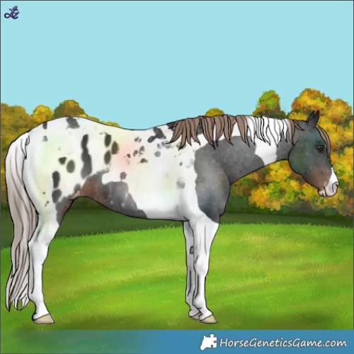 Horse Color:Liver Chestnut Tobiano Blanket 