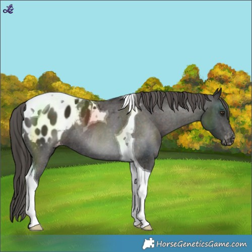 Horse Color:Liver Chestnut Tobiano Varnish 