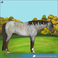Horse Color:Liver Red Roan 