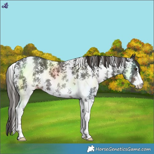 Horse Color:Liver Chestnut Sabino