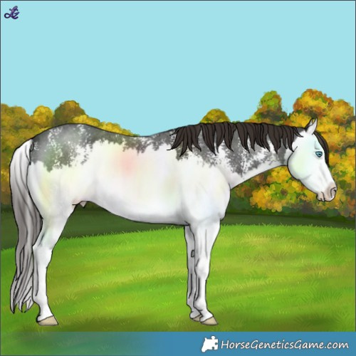 Horse Color:Liver Chestnut Sabino Splash 