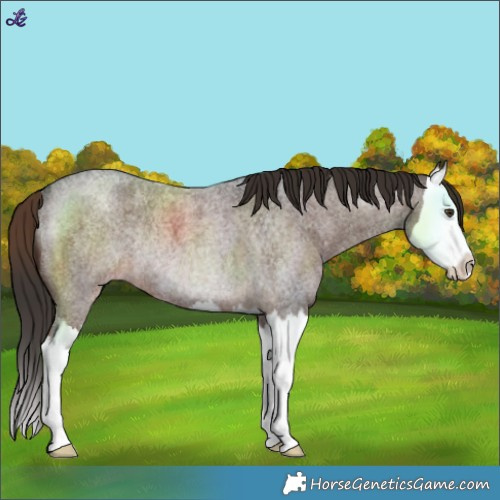 Horse Color:Liver Red Roan Splash Rabicano 