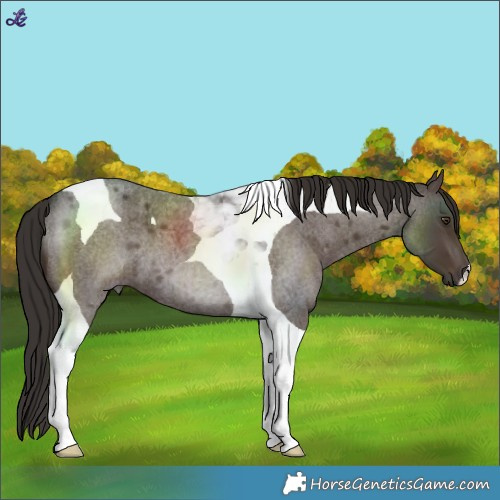 Horse Color:Liver Red Roan Tobiano 