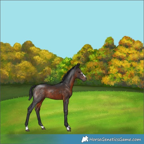Horse Color:Brown Rabicano 
