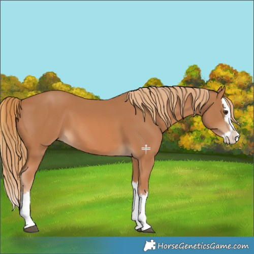 Horse Color:Chestnut Splash 