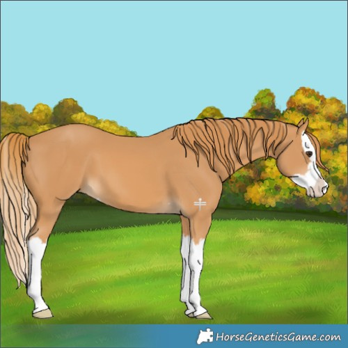 Horse Color:Chestnut Splash 