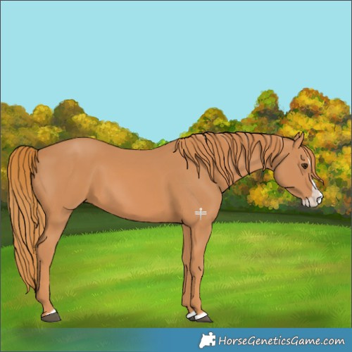 Horse Color:Chestnut Splash 