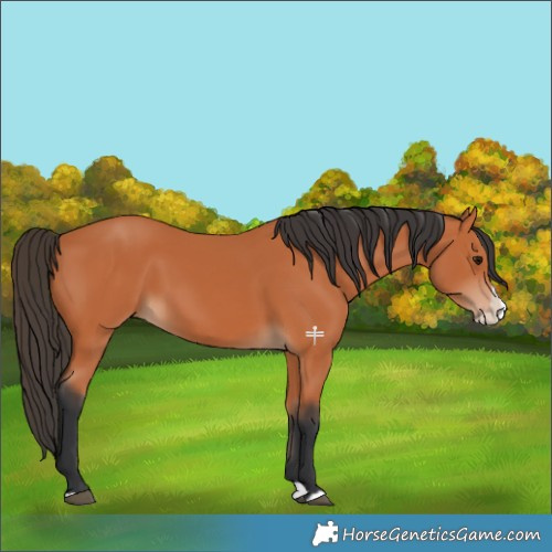 Horse Color:Bay Splash 