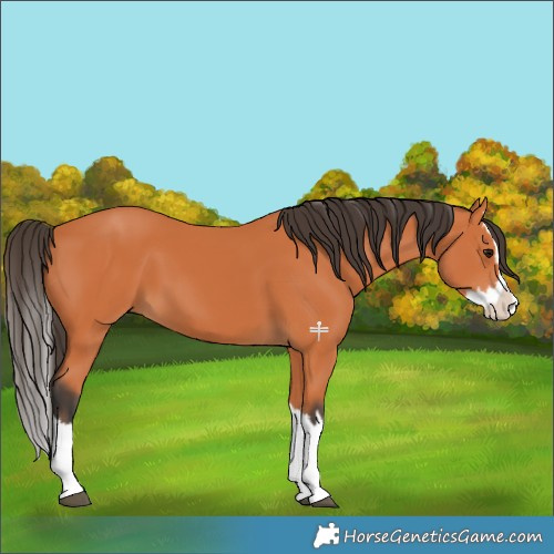 Horse Color:Bay Splash 