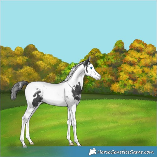 Horse Color:White Spotted Black Splash Tobiano Rabicano 