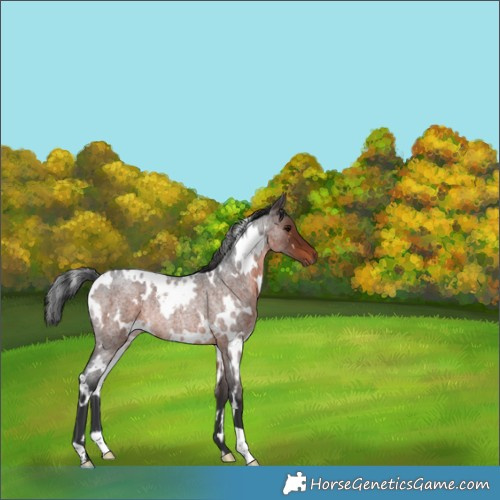 Horse Color:White Spotted Brown Roan Rabicano 
