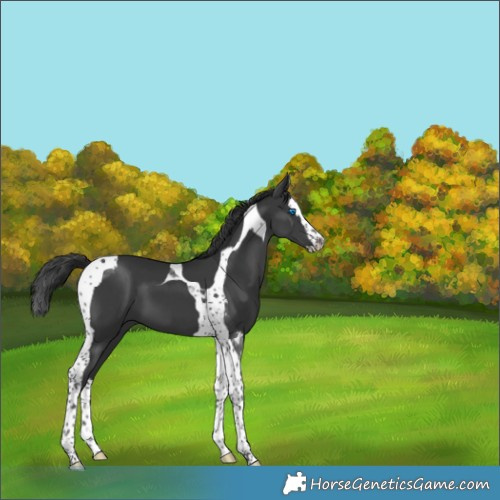 Horse Color:Black Splash Tobiano 