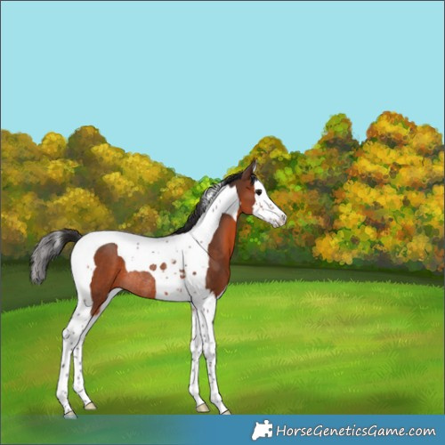 Horse Color:Brown Splash Tobiano Rabicano 