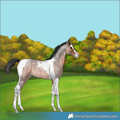 Horse Color:Brown Roan Splash Tobiano 