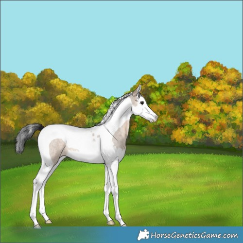 Horse Color:Brown Roan Dun Splash Tobiano 