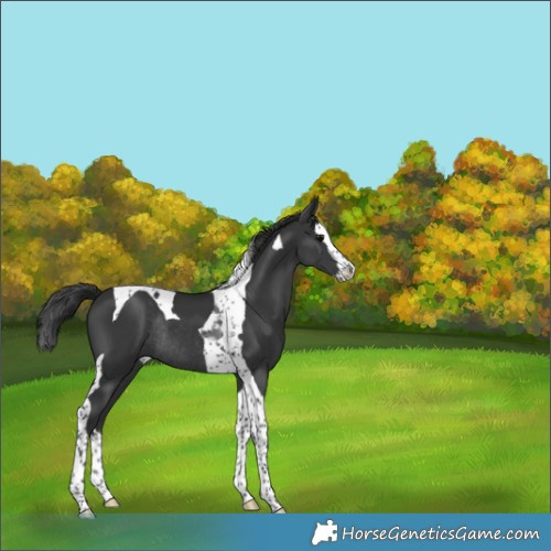 Horse Color:White Spotted Black Splash Tobiano Rabicano 