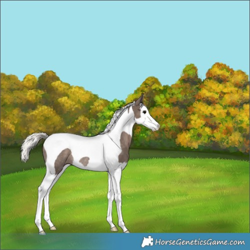 Horse Color:Silver Black Splash Tobiano Rabicano 
