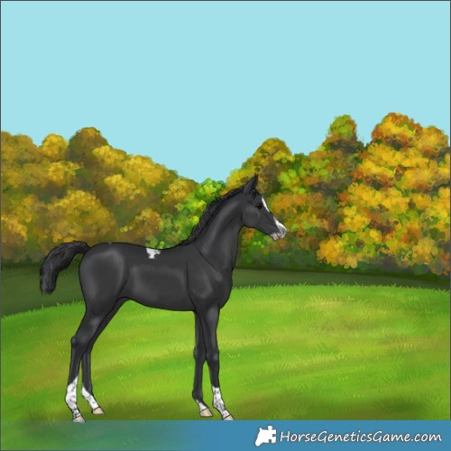 Horse Color:Black Splash Tobiano Rabicano 