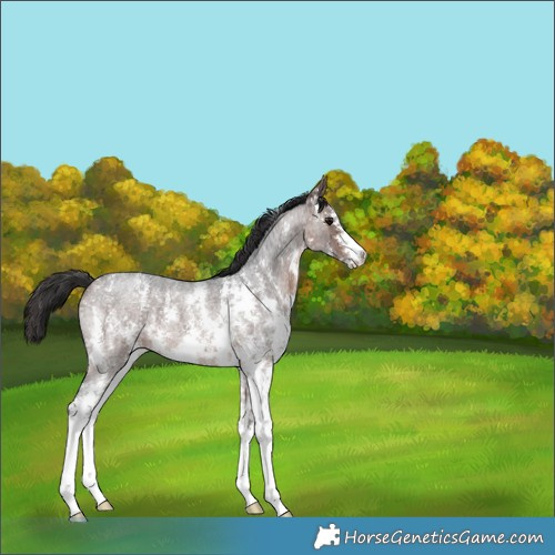 Horse Color:Brown Roan Sabino 