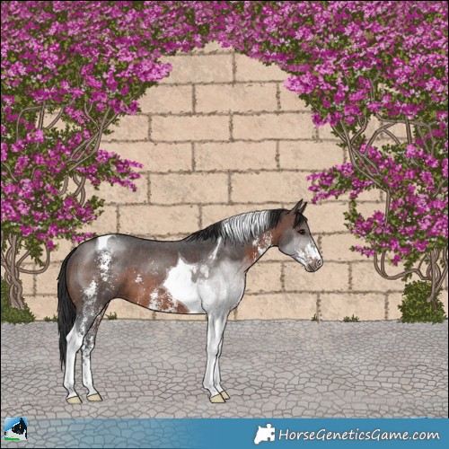 Horse Color:Brown Sabino Tobiano