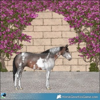 Horse Color:Brown Sabino Tobiano 