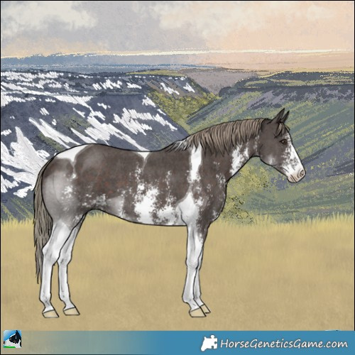 Horse Color:Liver Chestnut Sabino Tobiano
