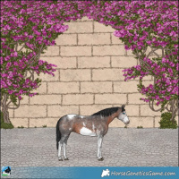 Horse Color:Brown Sabino Tobiano Frame 