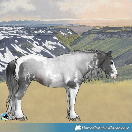 Horse Color:Brown Sabino Tobiano Rabicano 