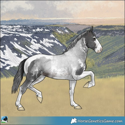 Horse Color:Brown Sabino Tobiano Rabicano