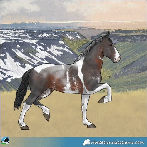 Horse Color:Brown Sabino Tobiano