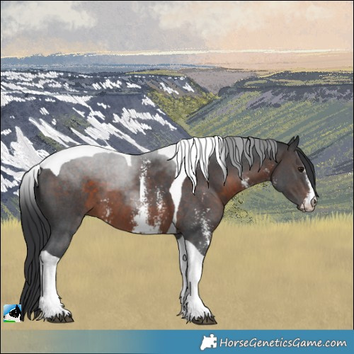 Horse Color:Brown Sabino Tobiano