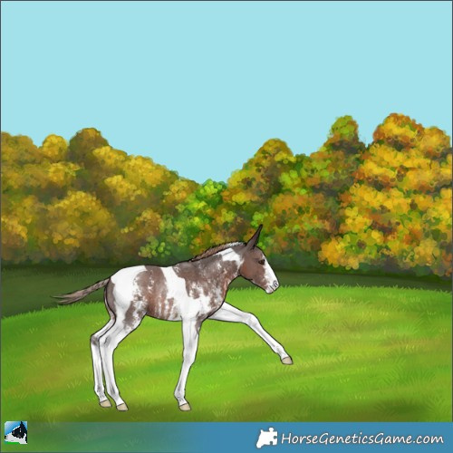 Horse Color:Liver Chestnut Sabino Tobiano Rabicano 