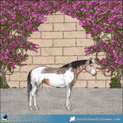 Horse Color:Brown Sabino Tobiano Frame Rabicano