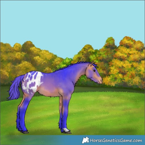 Horse Color:Watercolor Buckskin Blanket 