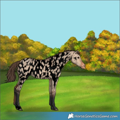 Horse Color:Void Bay Dun Appaloosa 