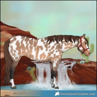 Horse Color:Bay Dun Appaloosa 