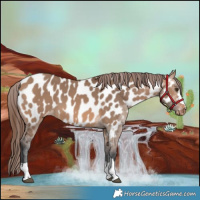 Horse Color:Bay Dun Near Leopard 