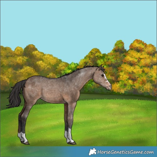 Horse Color:Brown Dun Rabicano 