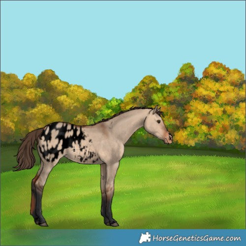 Horse Color:Void Bay Dun Appaloosa 