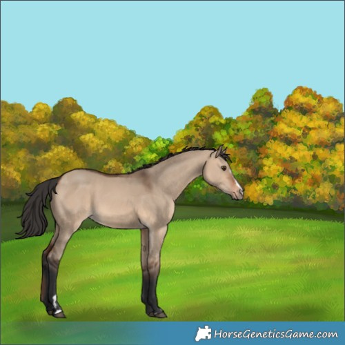 Horse Color:Brown Dun 