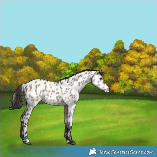 Horse Color:Brown Dun Appaloosa 