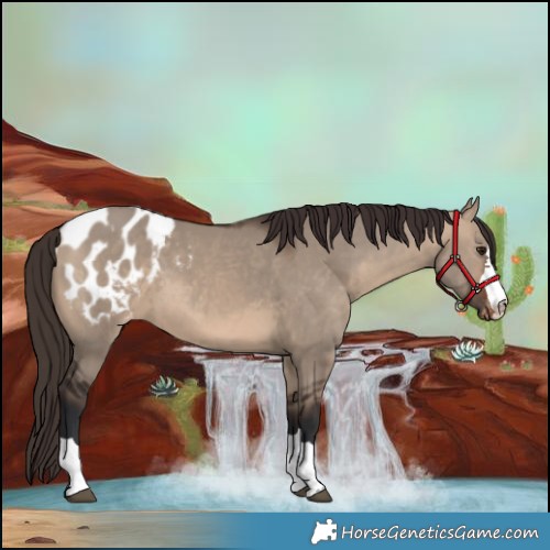 Horse Color:Brown Dun Appaloosa 