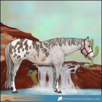 Horse Color:Brown Dun Appaloosa 