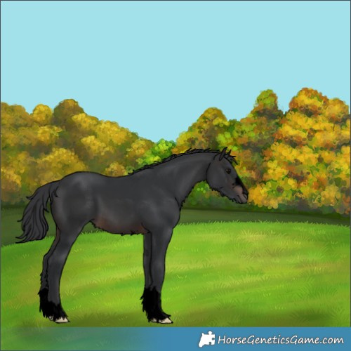 Horse Color:Void Brown 