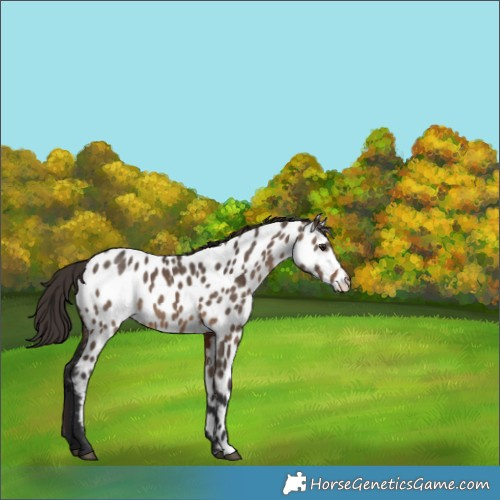 Horse Color:Brown Dun Appaloosa 