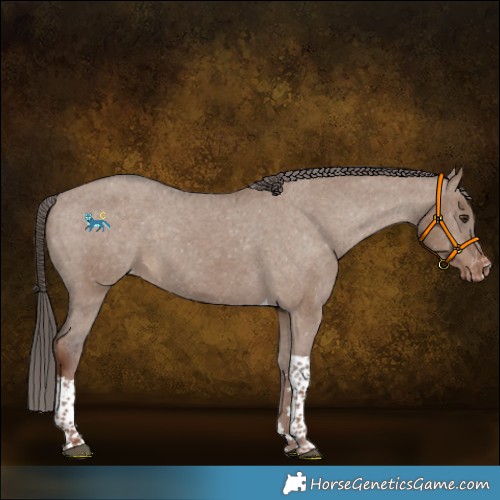 Horse Color:Liver Red Dun Tobiano Appaloosa 