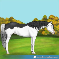 Horse Color:Black Splash 