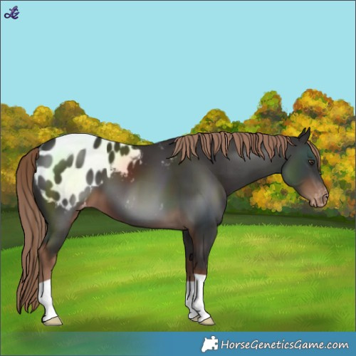 Horse Color:Liver Chestnut Blanket 