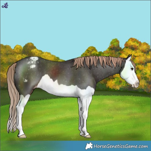 Horse Color:Liver Chestnut Splash Varnish 