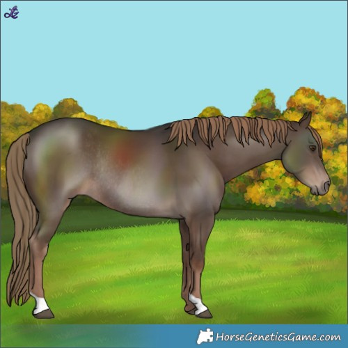 Horse Color:Liver Chestnut Rabicano 
